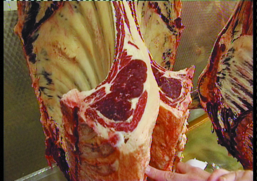 There should be a thin distribution of fat over the eye muscle from the beef carcase. This image shows a beef carcase which has too much fat.